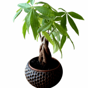 Product Title Here 5