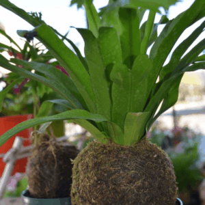 Product Title Here 6